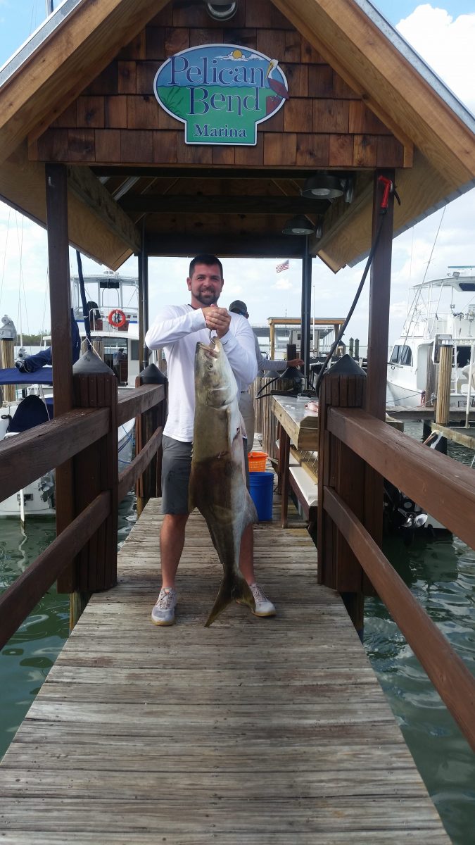 What will we catch: Cobia