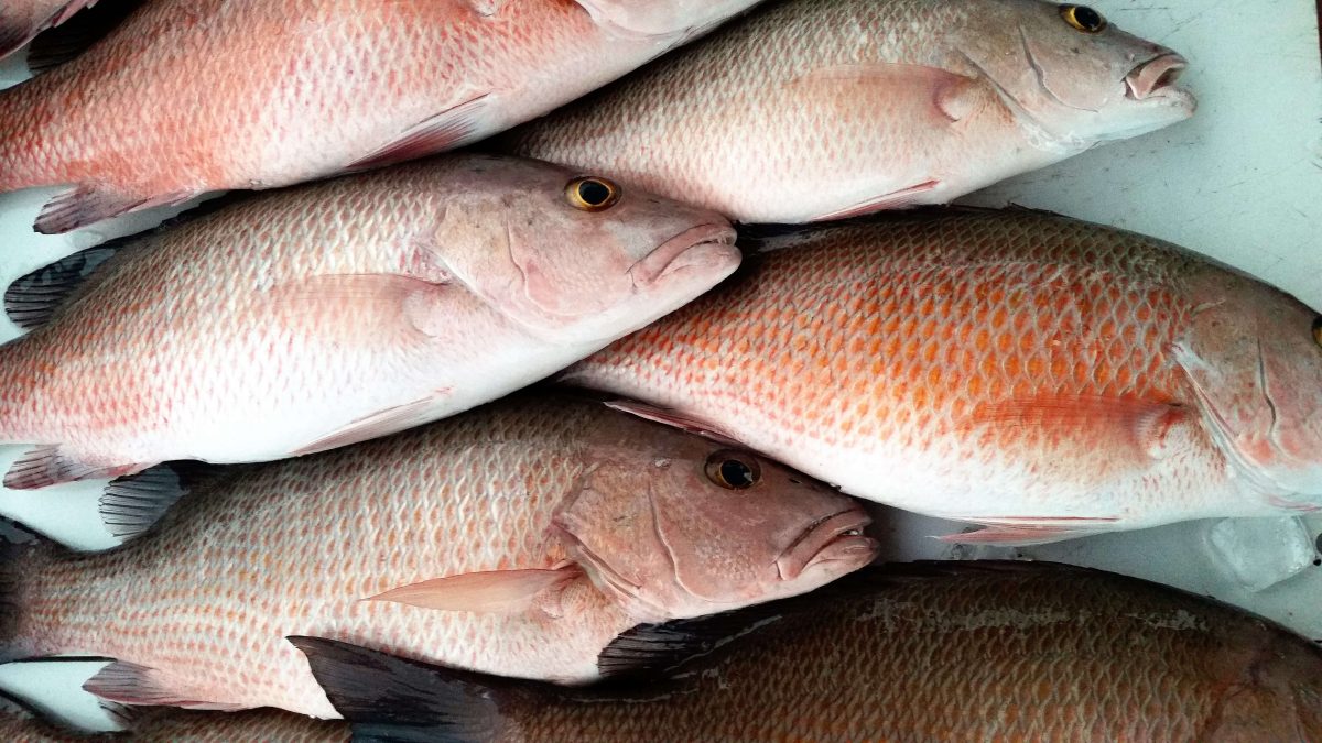 What will we catch: Mangrove snapper